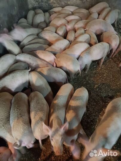 Продам поросята