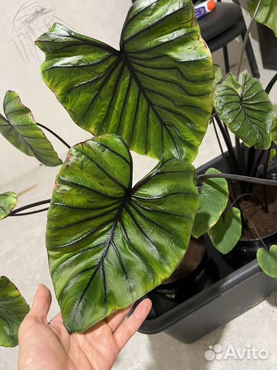 Маска фараона колоказия