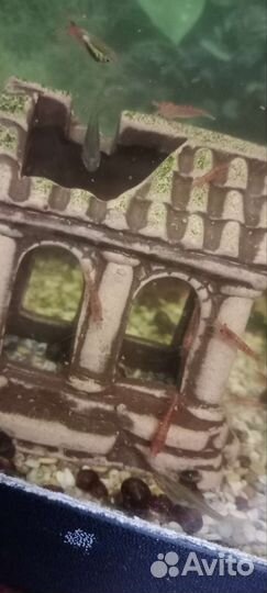 Аквариумные рыбки, креветки