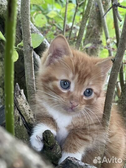 Котенок с глазами цвета океана