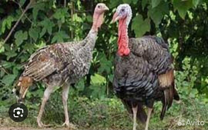 Индюки домашние