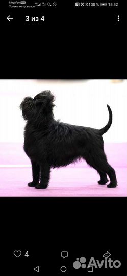 Аффенпинчер