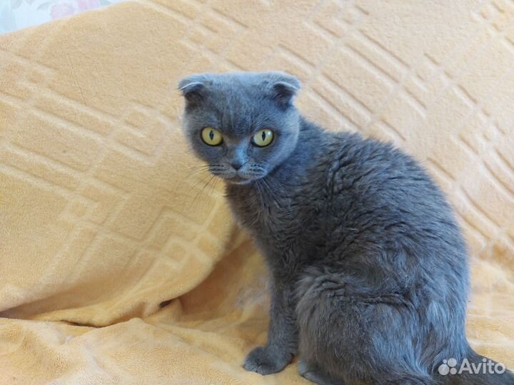 Британская вислоухая кошка
