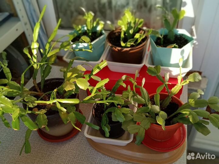 Декабристы, цвет красный и розовый и толстянка