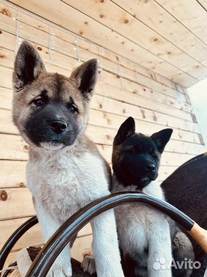 Супер девочка Американской акиты от Чемпионов