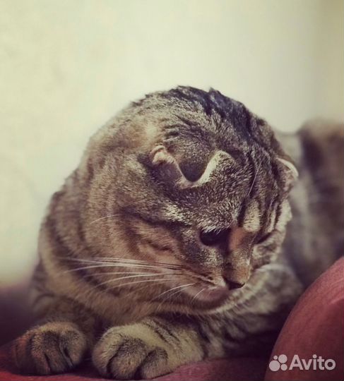 Отдам кота в добрые руки