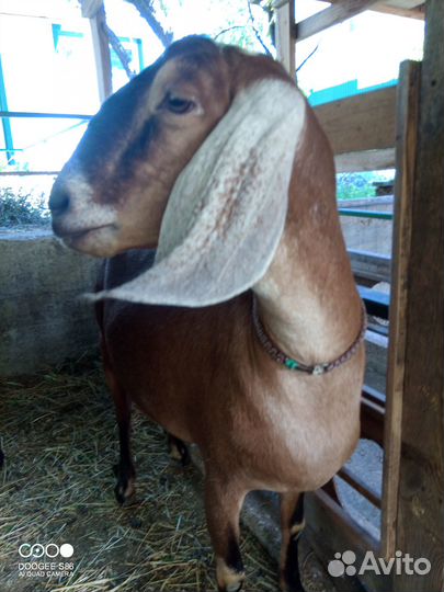 Англо нубийская коза и англо- нубийские козлики