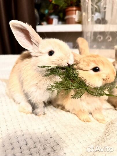 Декоративные кролики вислоухие мини