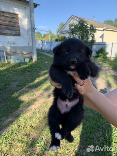 Щенки даром в добрые руки