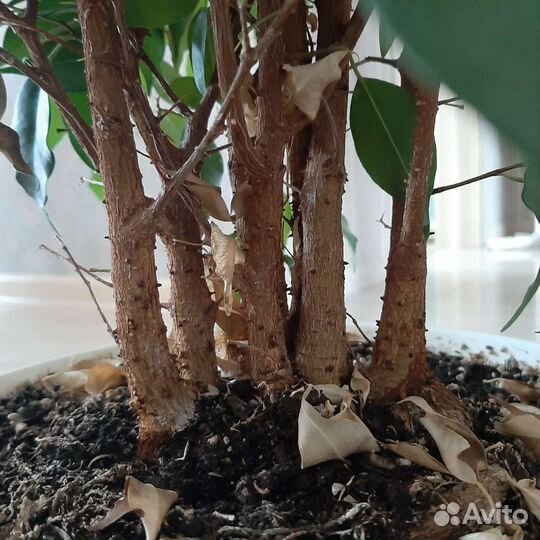Фикус 6 стволов 95 см