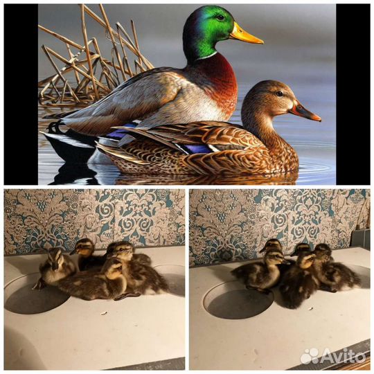 Цыплята утята перепелята индоутята яйцо