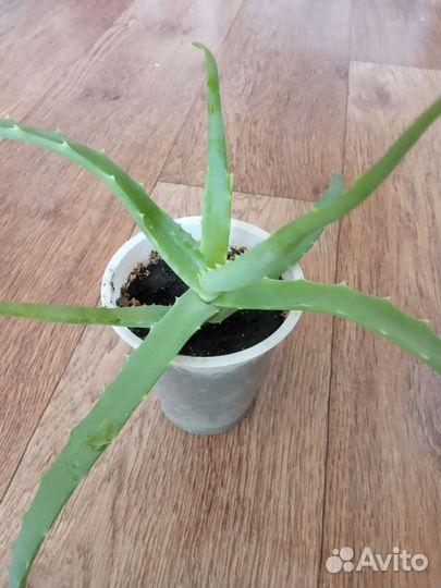 Алоэ вера лечебный