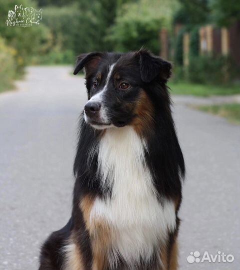 Австралийская Овчарка