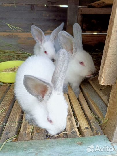 Калифорнийские кролики