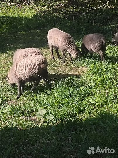 Ягнята овцы бараны