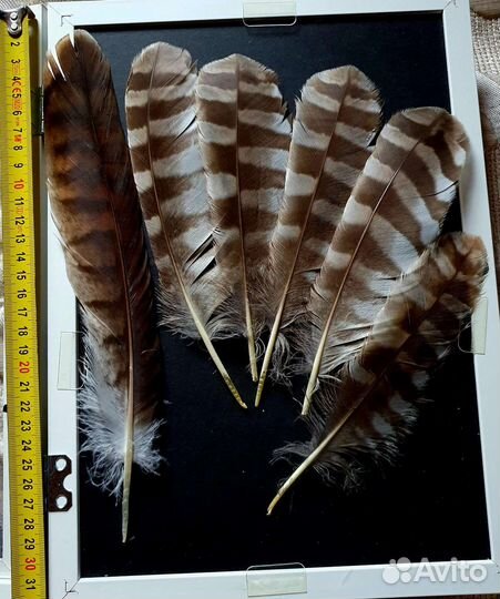 Перья хищной птицы