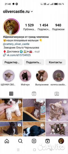 Девочка чихуахуа дш