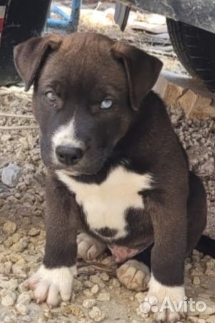 Метис Стаффорда в добрые руки