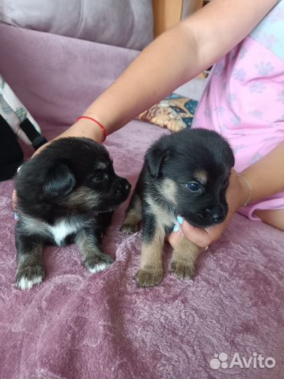 Отдам в добрые руки щенков помесь корги