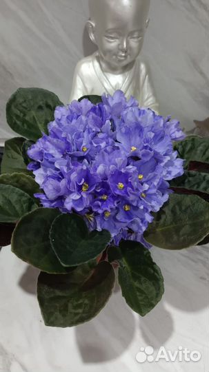 Детки сортовых фиалок