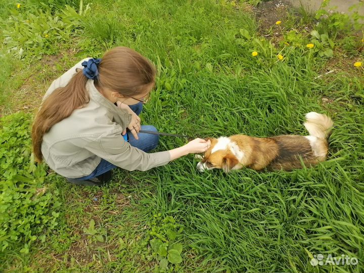 Жулька ищет дом