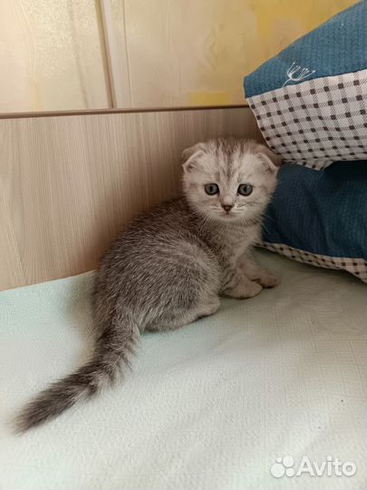 Милые котята