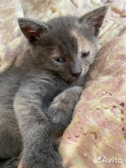 Отдам котенка в добрые руки