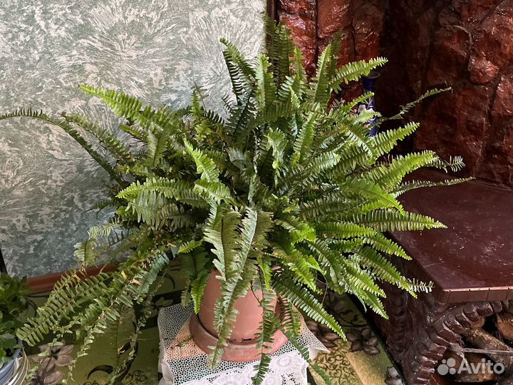 Фикус Бенджамина