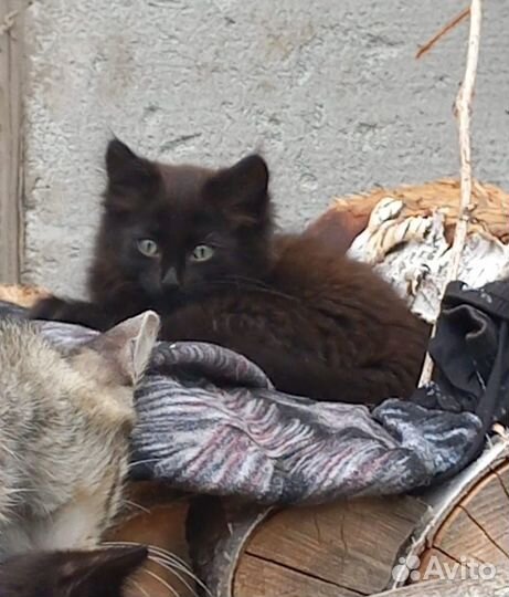 Котята в добрые руки бесплатно