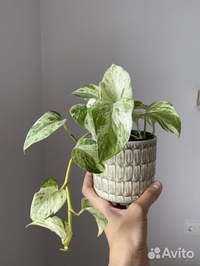 Сциндапсус марбл квин