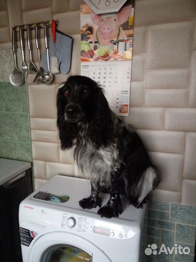 Русский спаниель