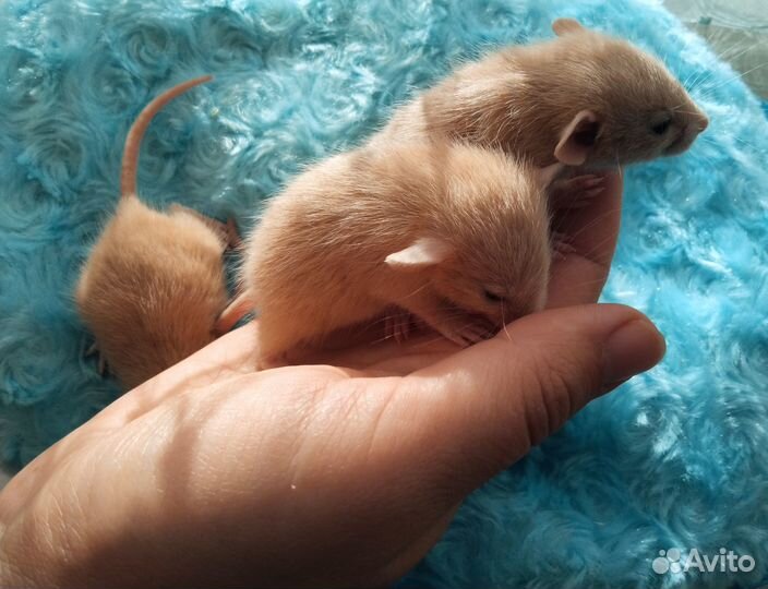 Крысята дамбо Марбл