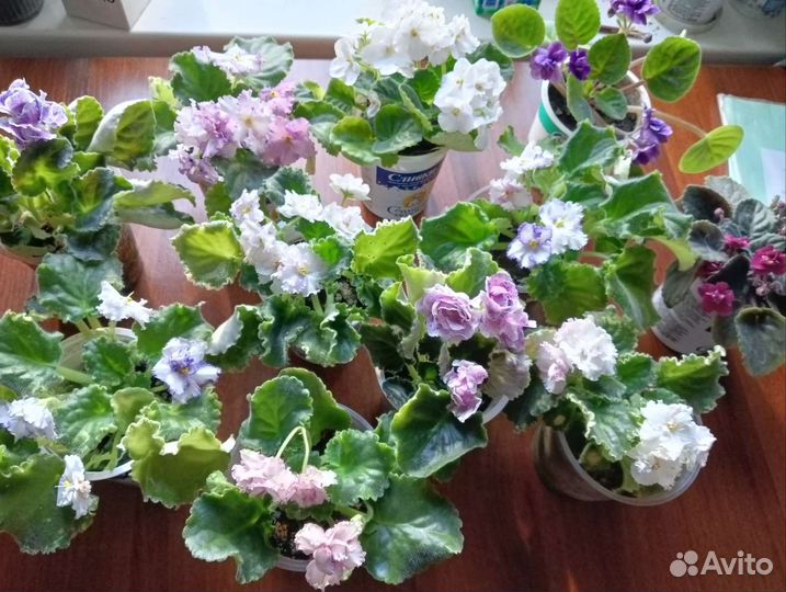 Цветущие фиалки продажа