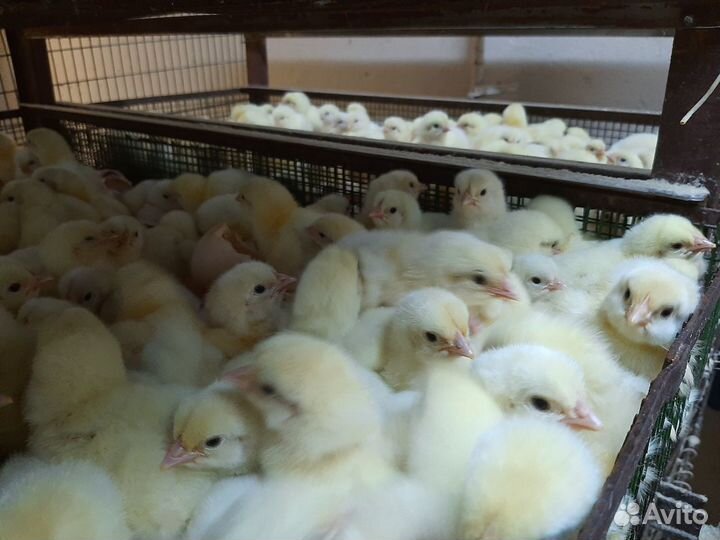 Бройлеры цыплята суточные с Доставкой