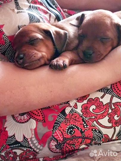 Цвергпинчер