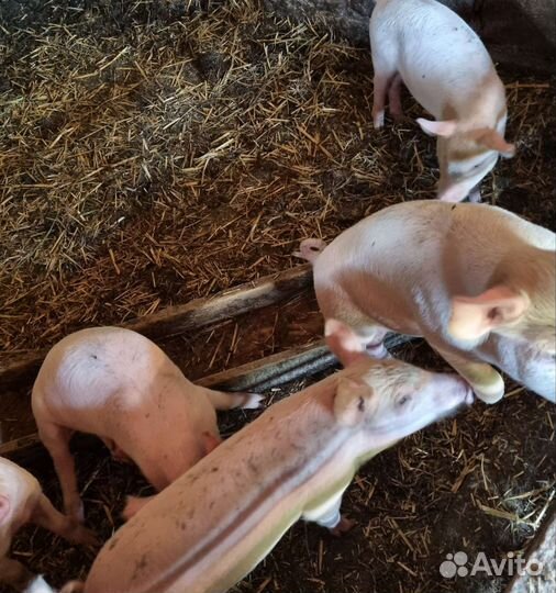 Поросята