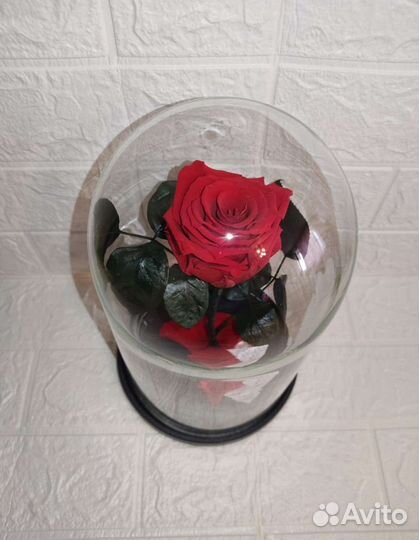 Живая роза в колбе premium