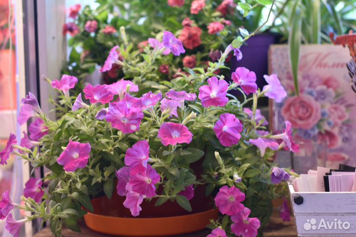 Магазин цветов в центре. Прибыль 206 т.р./мес