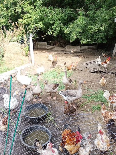 Продам Гусей и петухов