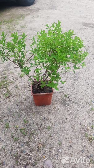 Спирея информация в описании