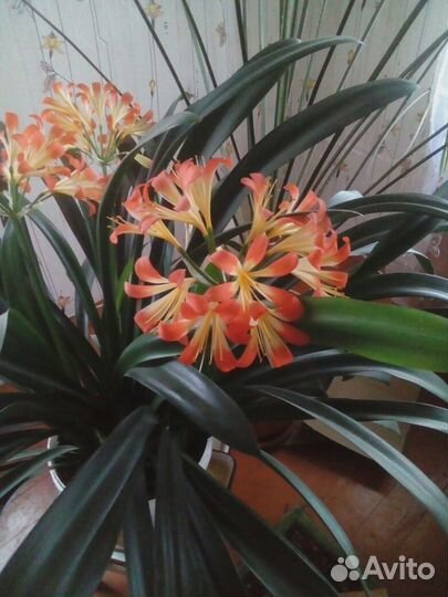 Комнатные цветы Кливия