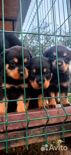 Щенки ротвейлера продажа