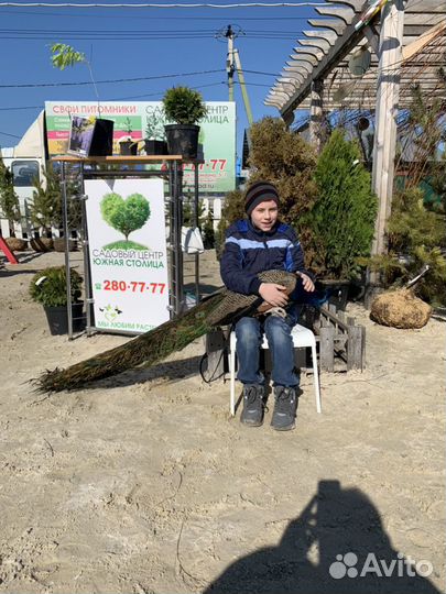 Лебеди и павлины для фото сессий и свадеб вывозим