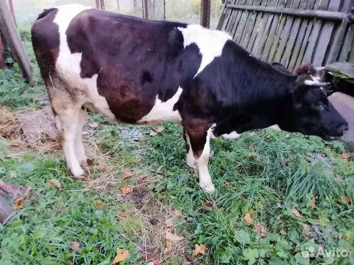 Продам телку Нижегородская область