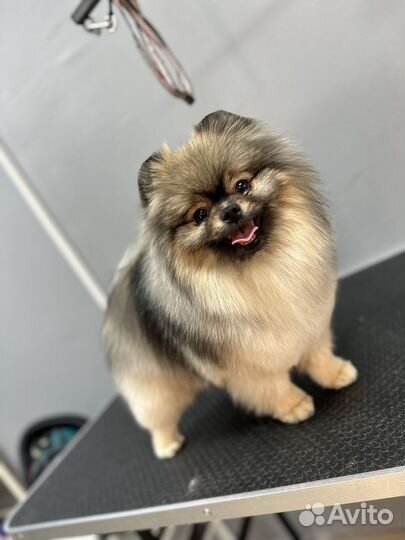 Груминг (стрижка) животных