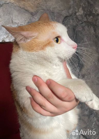 Кот абрикос в добрые руки