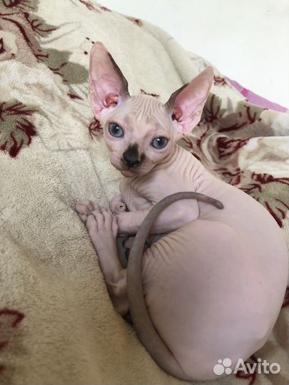 Канадский сфинкс