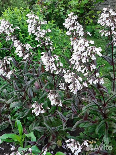 Пенстемон наперстянковый