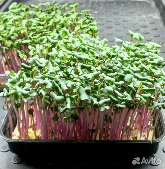 Микрозелень редис розовый