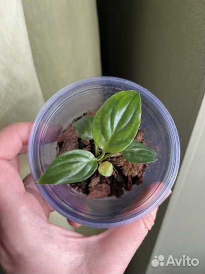 Спатифиллум